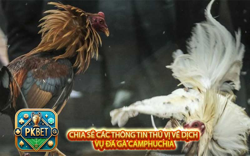 Chia sẻ các thông tin thú vị về dịch vụ đá gà Camphuchia