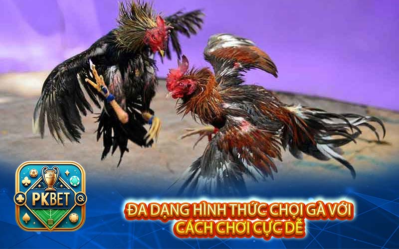 Đa dạng hình thức chọi gà với cách chơi cực dễ 